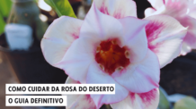 Como Cuidar da Rosa do Deserto: O Guia Definitivo