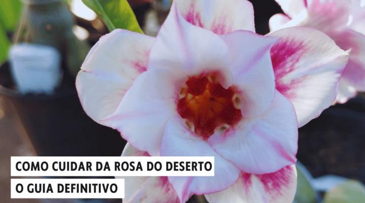 Como Cuidar da Rosa do Deserto: O Guia Definitivo