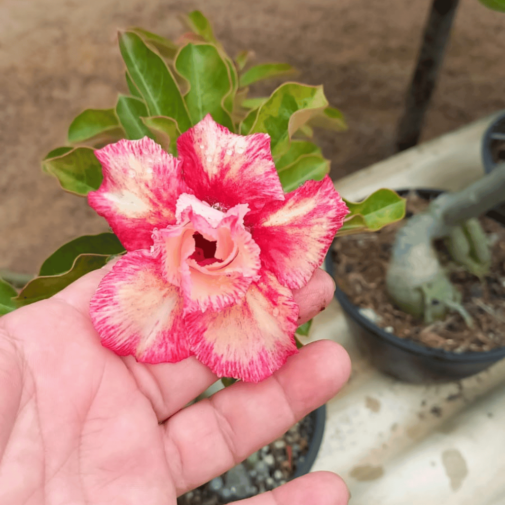 Como Cultivar Rosa do Deserto