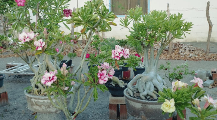 Como Cultivar Rosa do Deserto de Maneira Descomplicada