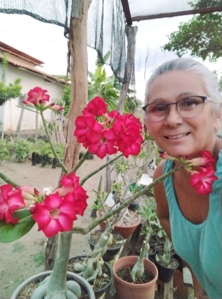 como e quando podar rosa do deserto 2