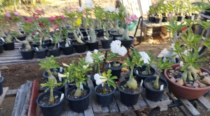 Como Plantar Rosa do Deserto em Vaso: Guia Prático