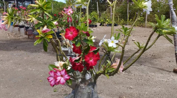 Como Fazer Enxerto de Rosa do Deserto para Florescimento Extraordinário