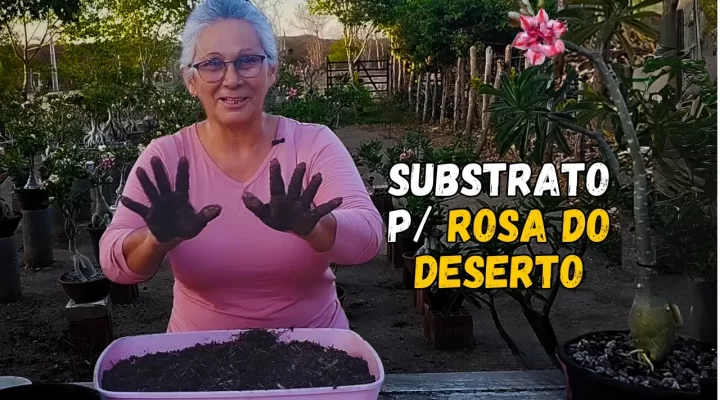 O SUBSTRATO para Rosa do Deserto IDEAL para FLORAÇÃO