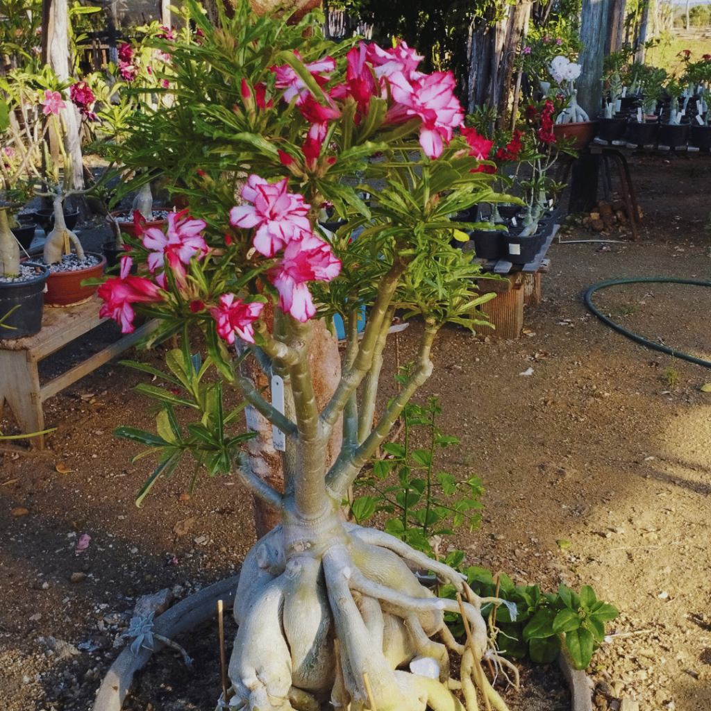 Podando rosa do deserto