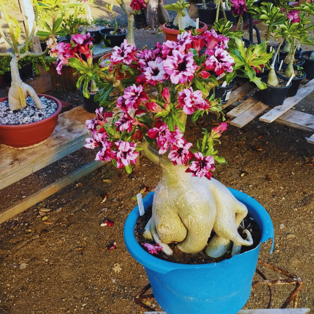 poda rosa do deserto perfeita