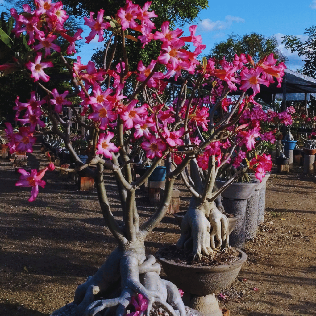 podar rosa do deserto como fazer