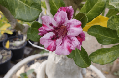 Guia Simples: Rosa do Deserto Saudável em 5 Passos
