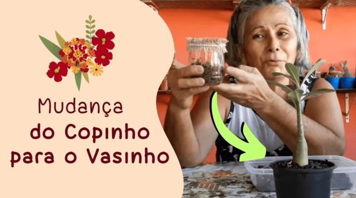 Do Copinho ao Vasinho: Transplante da Mudinha de Rosa do Deserto com Sucesso