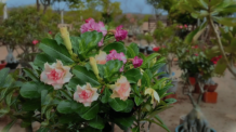 Uma Viagem Colorida pelos Encantos das Lindas Flores de Rosa do Deserto