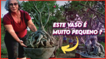 POLÊMICA! Por que Mantive a Rosa do Deserto no Vaso Pequeno?