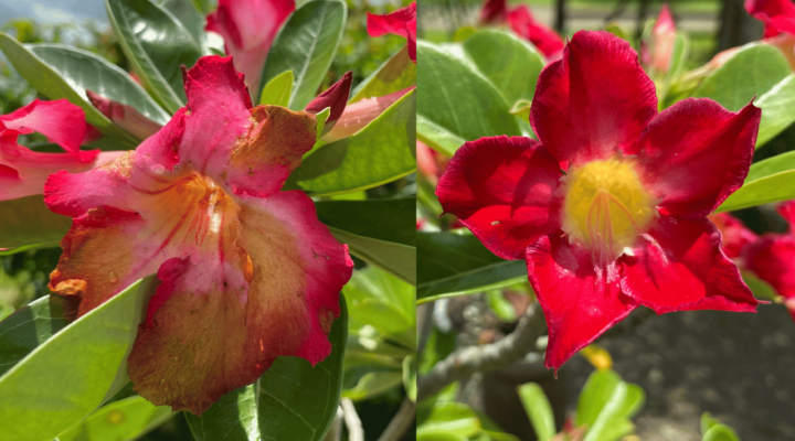 Fungos nas Flores de Rosa do Deserto | Como Tratar