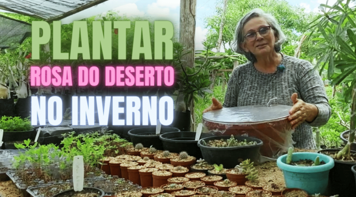 Como Plantar Sementes de Rosa do Deserto no Inverno