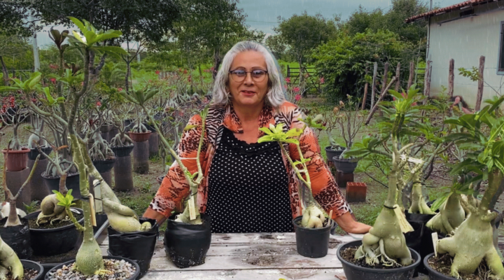 VANTAGENS e DESVANTAGENS das CHUVAS nas ROSAS DO DESERTO