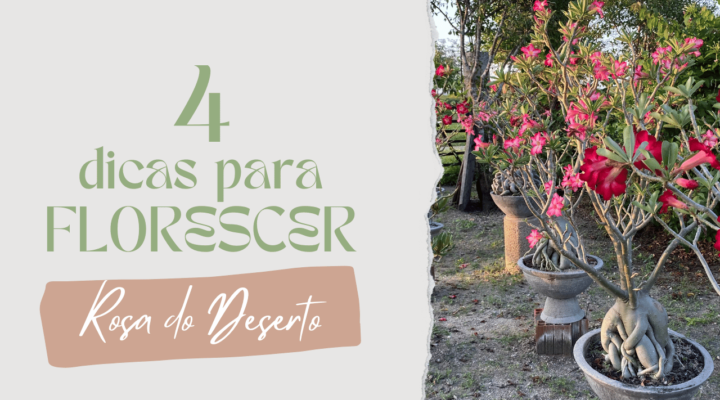 4 Dicas para suas Rosa do Deserto Florescerem na Primavera!