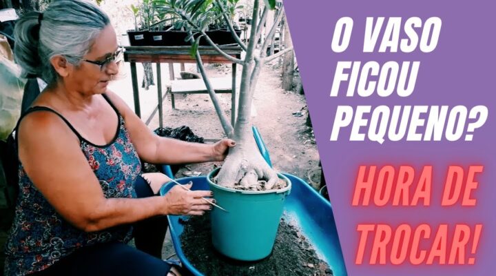 CUIDADOS ao TRANSPLANTAR a sua ROSA DO DESERTO Gigante