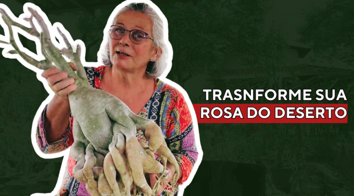 Limpeza de Raízes e Poda para uma Rosa do Deserto Perfeita