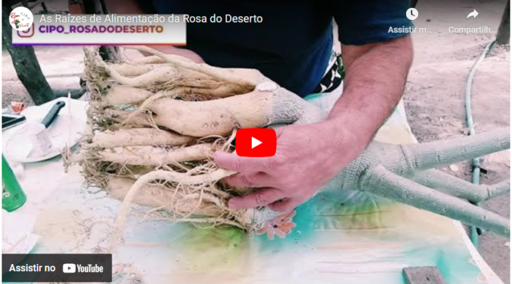 As Raízes de Alimentação da Rosa do Deserto