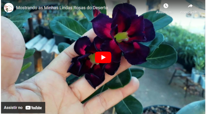 Mostrando as Minhas Lindas Rosas do Deserto