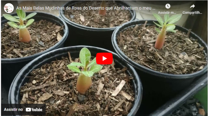 As Mais Belas Mudinhas de Rosa do Deserto que Abrilhantam o meu Jardim