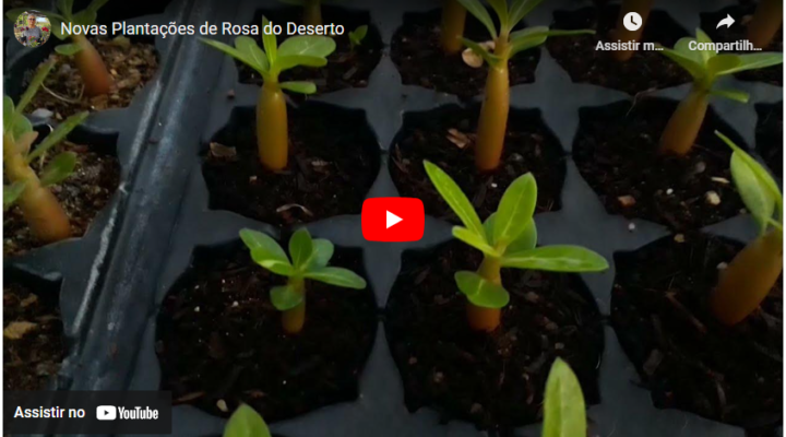 Novas Plantações de Rosa do Deserto