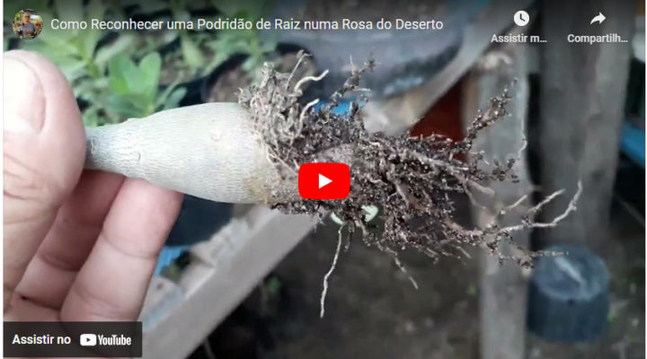 Como Reconhecer uma Podridão de Raiz numa Rosa do Deserto