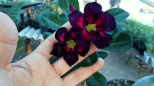 a alegria de poder mostrar minhas rosas do deserto