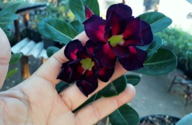 Mostrando as Minhas Lindas Rosas do Deserto