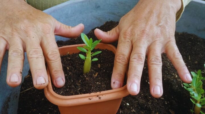 Germinação de Sementes de Rosa do Deserto Colhidas Antes do Tempo