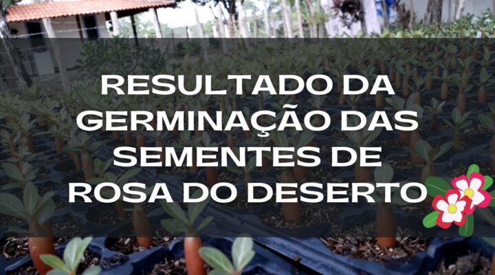 Resultado da Germinação de Sementes de Rosa do Deserto