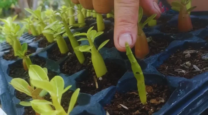 Como Eliminar os Fungos que aparecem em tempos chuvosos nas suas Rosas do Deserto