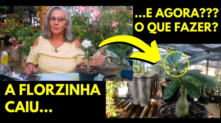 A Flor da Rosa do Deserto Caiu. E Agora? O Que Fazer?