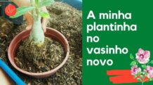 Como Transplantar a Rosa do Deserto Pequena de um Vaso para Outro