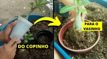 Como Transplantar Rosa do Deserto do Copinho de 500 ml para o Vaso 14