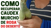 Como Recuperar Rosa do Deserto com Caudex Murcho