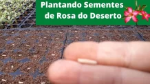 Plantando Sementes de Rosa do Deserto com Pó de Coco e Debaixo do Sombrite