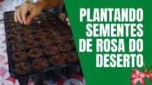 A Melhor Maneira de Plantar e Germinar Sementes de Rosa do Deserto