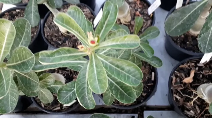 Minha Plantação de Rosa do Deserto Enxertada em Espaço Aberto