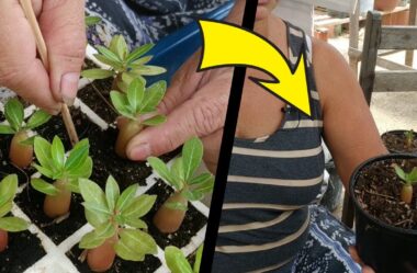 Como Transplantar as Mudinhas de Rosa do Deserto para o Pote 14