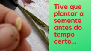 tempo de germinação da rosa do deserto