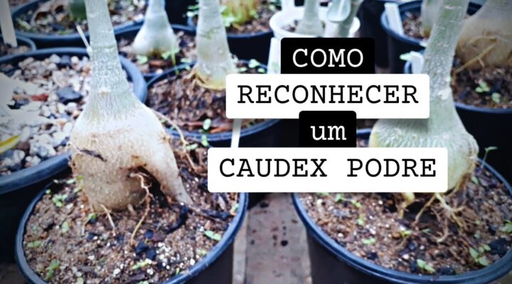 Como Reconhecer um Caudex Podre