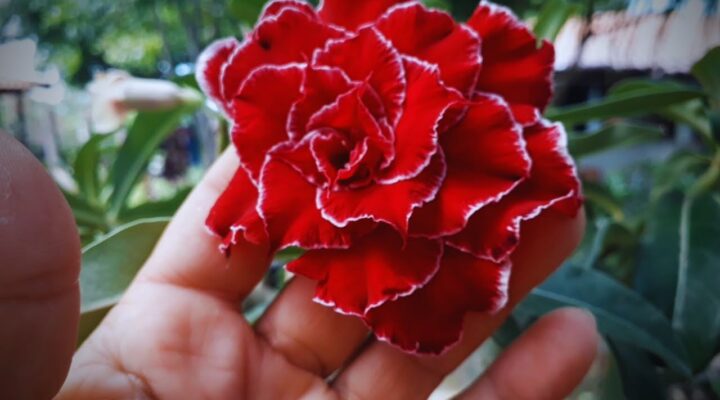 Esse é o Motivo da Rosa do Deserto Demorar para Nascer Flor