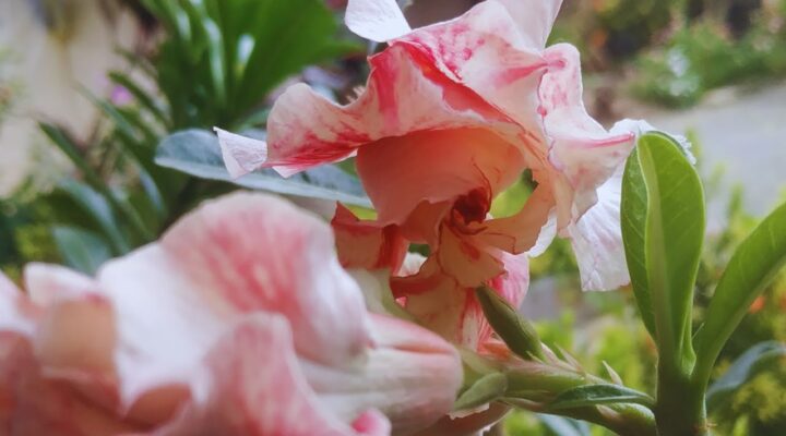 Essa Rosa do Deserto Tripla é Complicada para Gerar Sementes