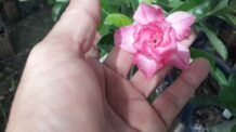 Essa Aqui é a Rosa do Deserto Belinda