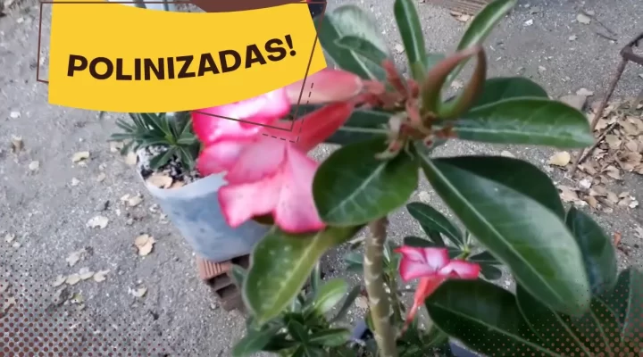 Essas São as Rosas do Deserto que Eu Polinizei!