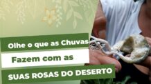 O Problema do Excesso de Chuvas nas Rosas do Deserto