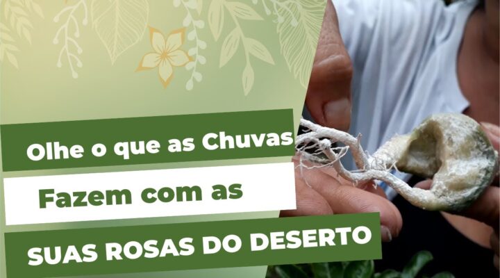 O Problema do Excesso de Chuvas nas Rosas do Deserto