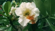 O que Acontece com as Flores de Rosa do Deserto na Época Chuvosa