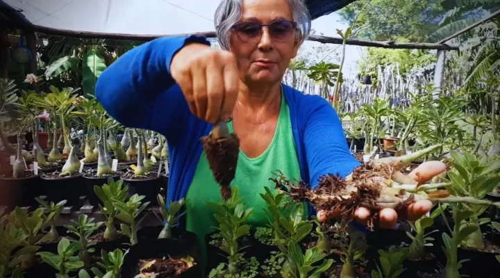 Situações Inesperadas que Acontecem com as Mudinhas de Rosa do Deserto [MESMO COM TODOS OS CUIDADOS]