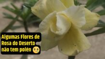 Nem todas Flores de Rosa do Deserto tem Pólen